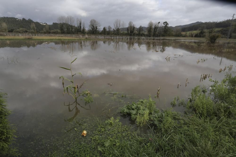 El río Nalón desbordado a su paso por Pravia y Quinzanas