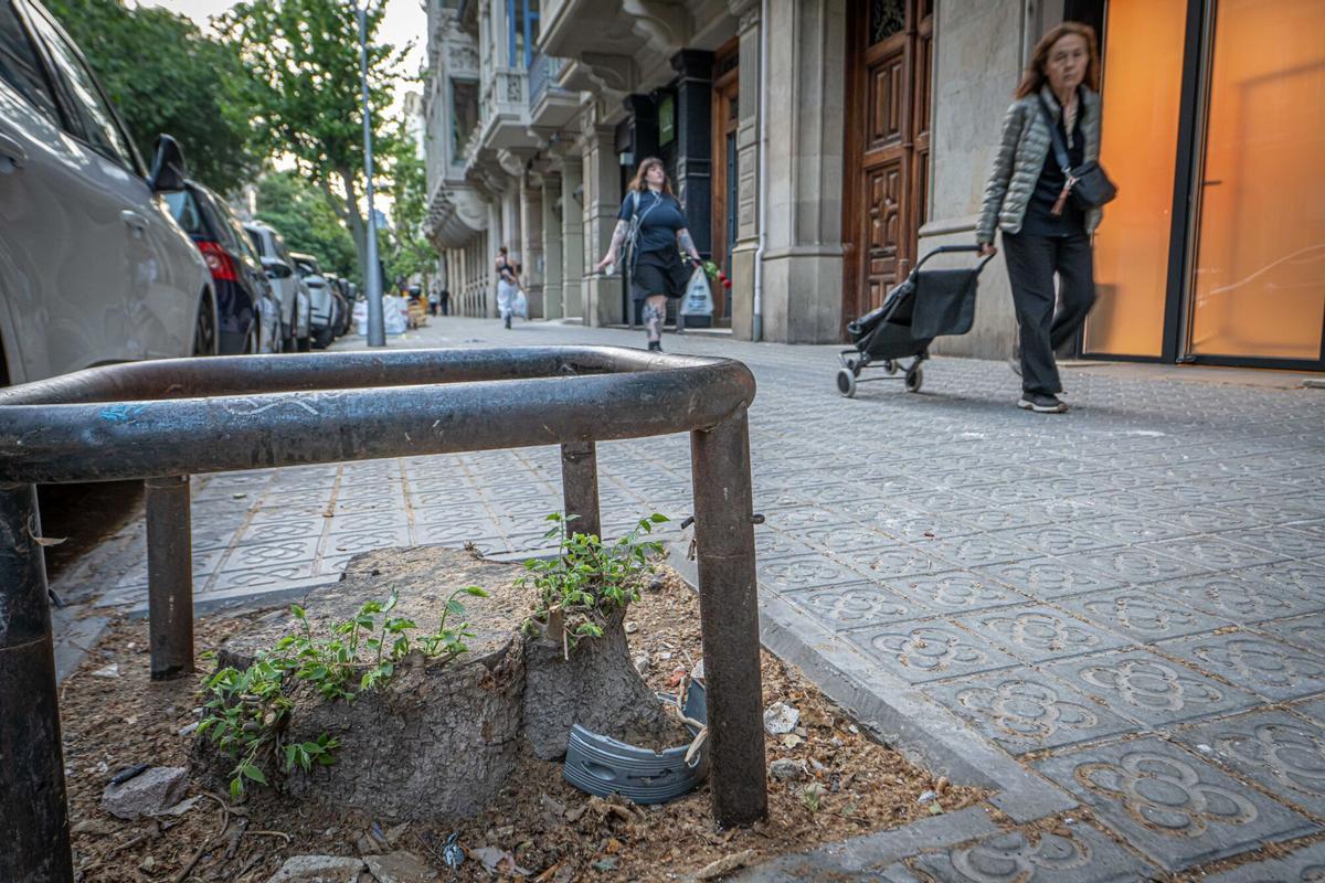 Barcelona, 30/04/2026 Barcelona. Falta de árboles para reponer todos los ejemplares muertos por la sequía; ocurre, por ejemplo, en la Calle Bailèn, Ensanche derecho. Donde hay bastantes alcorques vacíos sin árboles a la espera de ser repuestos. AUTOR: MANU MITRU