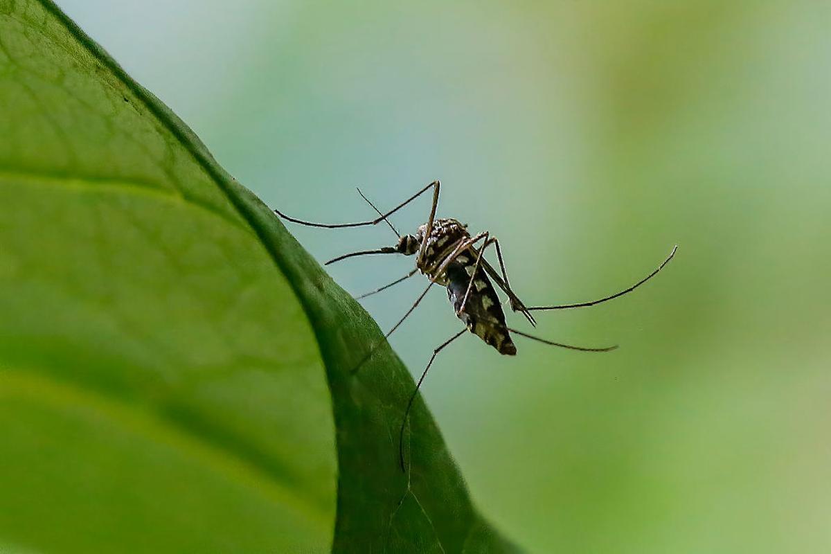 Por qué no debes rascarte una picadura de mosquito