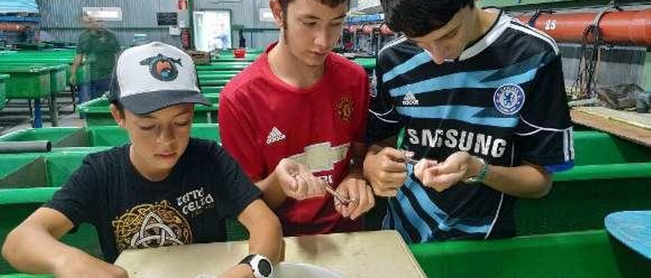 Rubén San Martín, Víctor Freije y Saúl Márquez, marcando salmones en el centro de Quintana (Pravia), el año pasado.