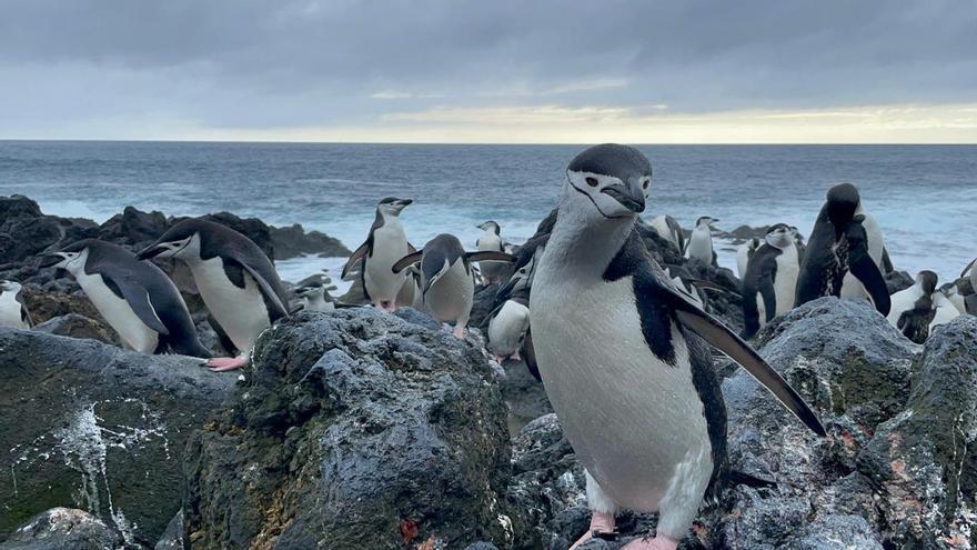L’alumnat connectarà en directe amb l’Antàrtida des de l’Oceanogràfic