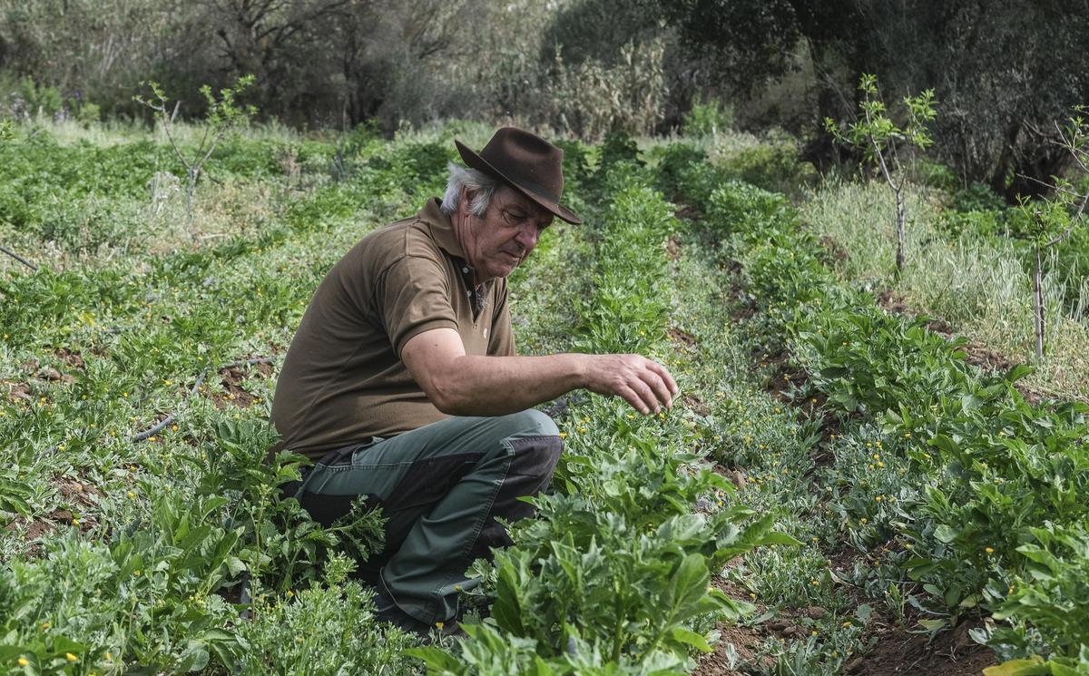 Antonio Navarro en una de las plantaciones de papa en Tenteniguada