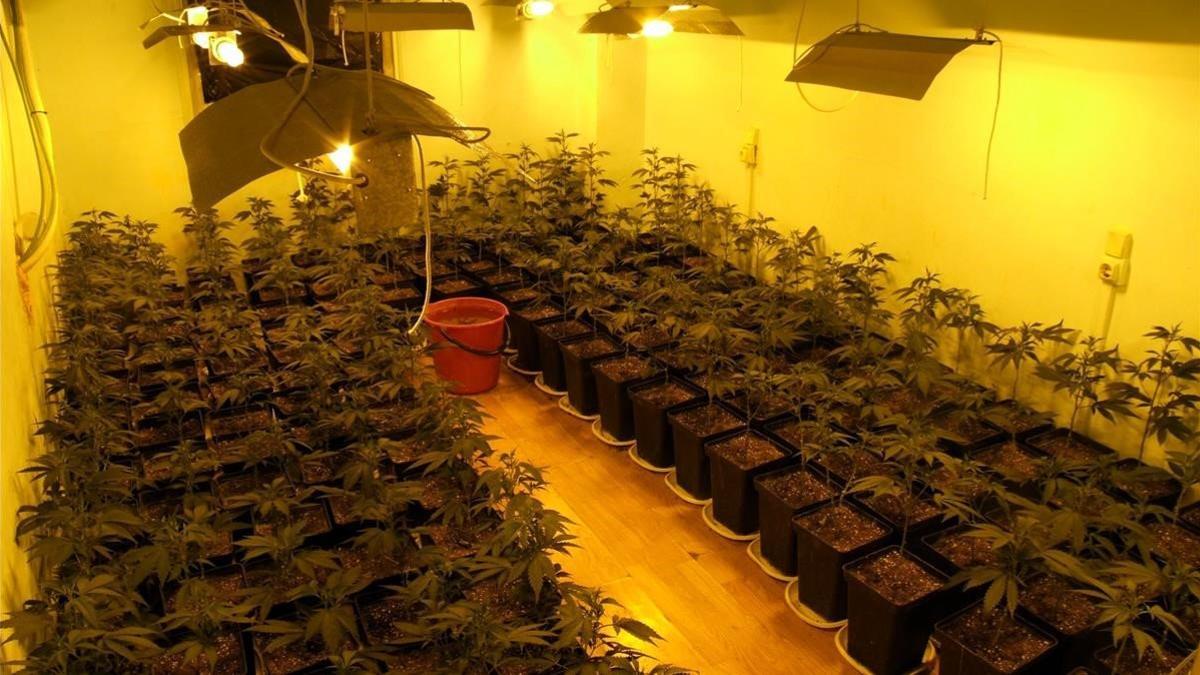 Plantación interior de marihuana.