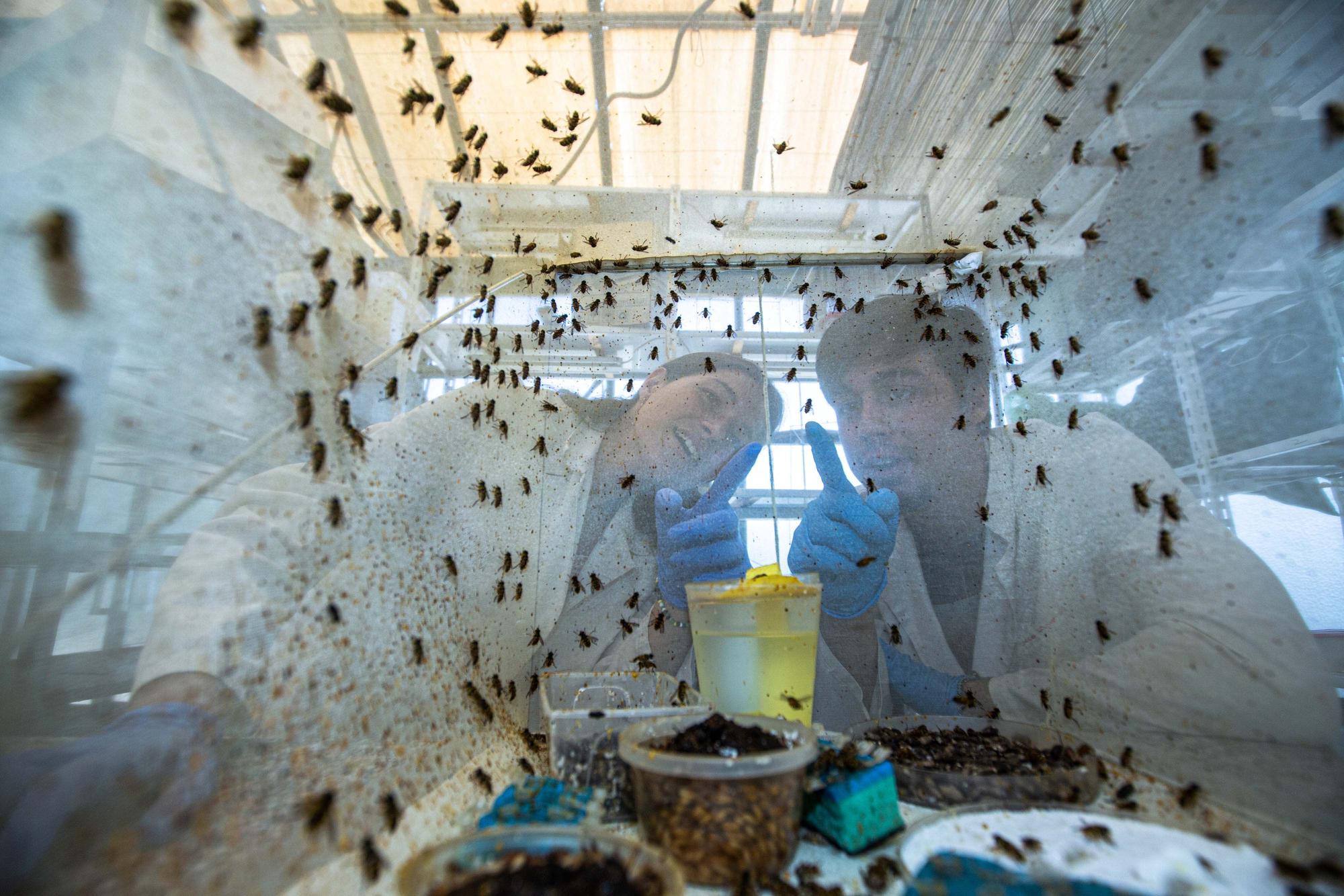 La UA cría insectos polinizadores como alternativa a las abejas para invernaderos y empresas agrícolas