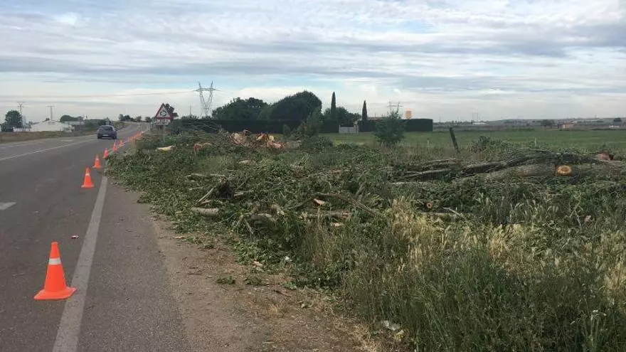 Desaparece la arboleda en el acceso a Monfarracinos