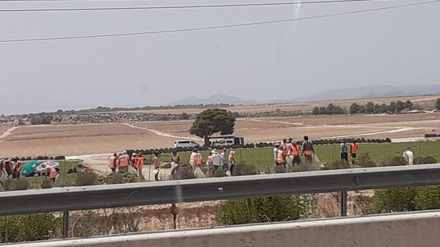 Jornaleros trabajando a más de 40 grados en Murcia: &quot;Es indecente&quot;