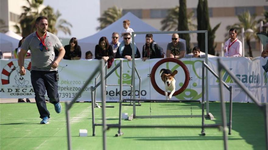 Una asociación muestra en una feria la utilidad de los perros