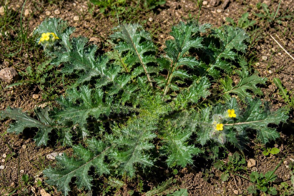 Cerrajas