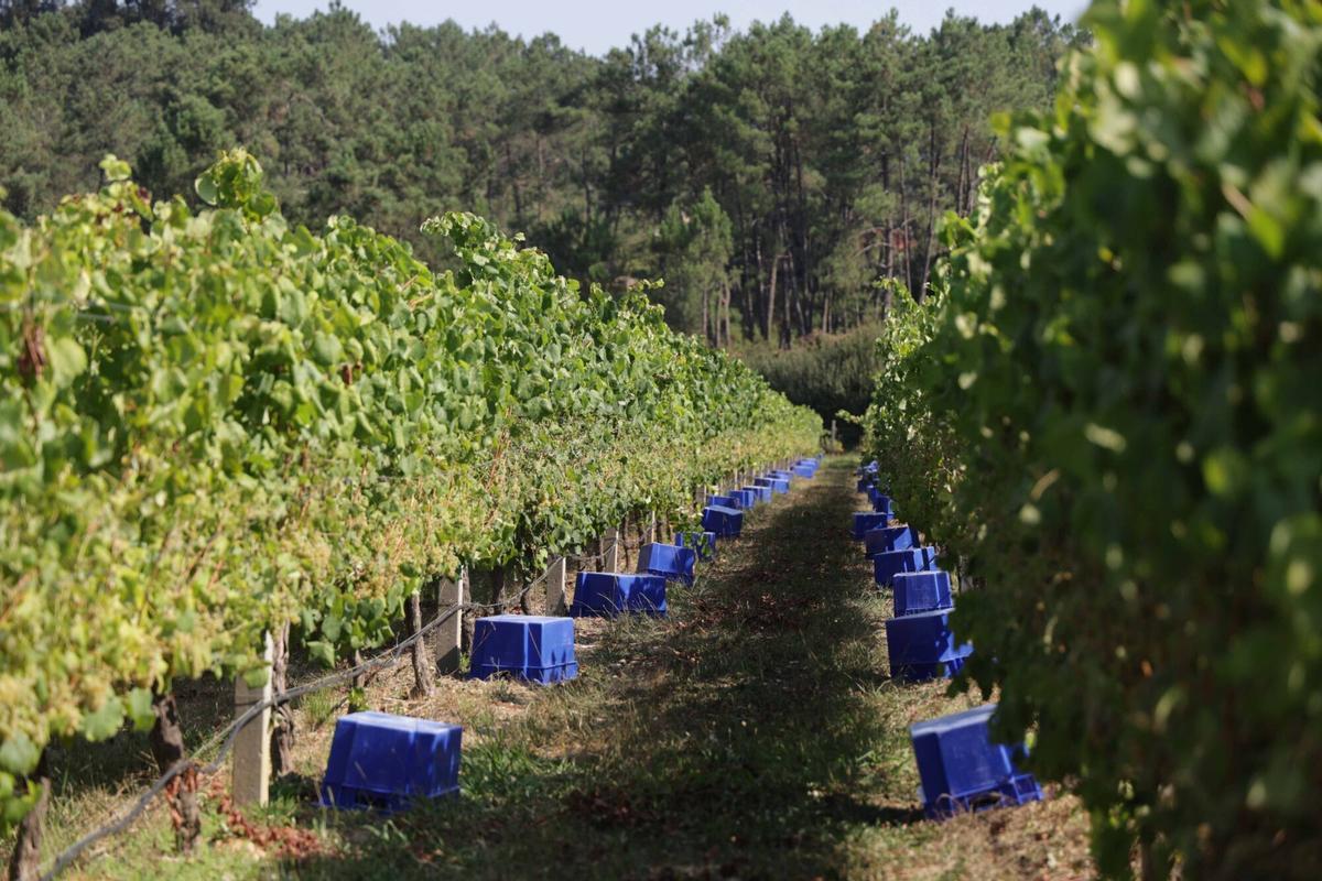 La vendimia iniciada esta mañana en Bodegas Santiago Ruiz (O Rosal). La vendimia iniciada esta mañana en Bodegas Santiago Ruiz (O Rosal).
