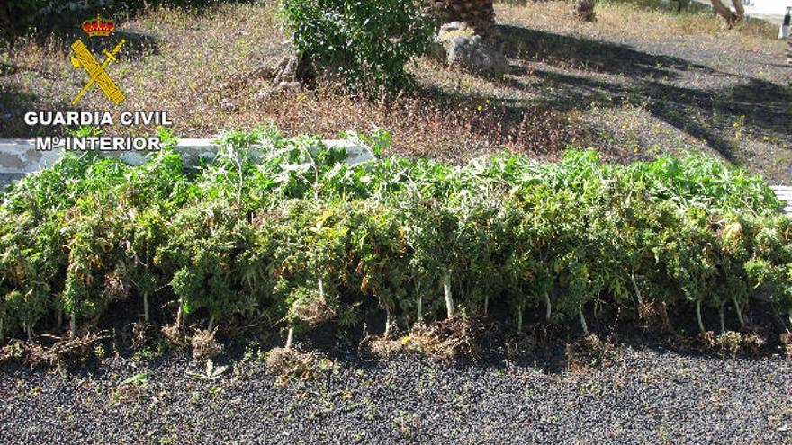 Desmantelada una plantación de marihuana en Tinajo