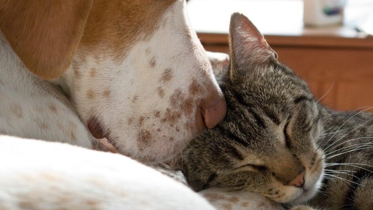 Un perro y un gato.