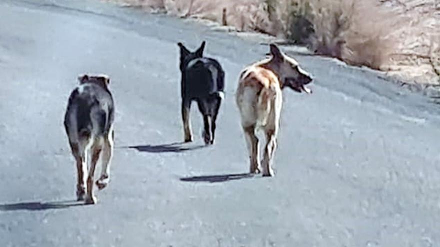 Dejaron sueltos a tres perros que mataron a 25 ovejas en Murcia: los propios canes &#039;señalan&#039; a sus dueños