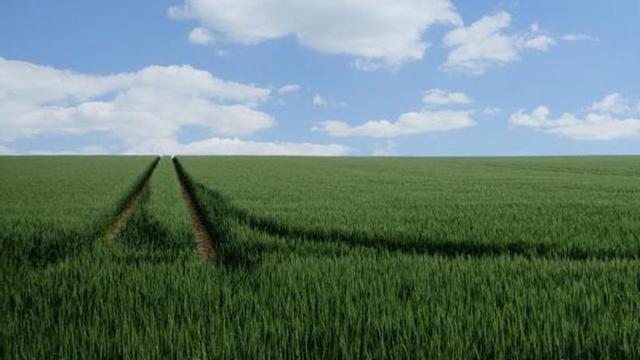 Un campo de cultivo.