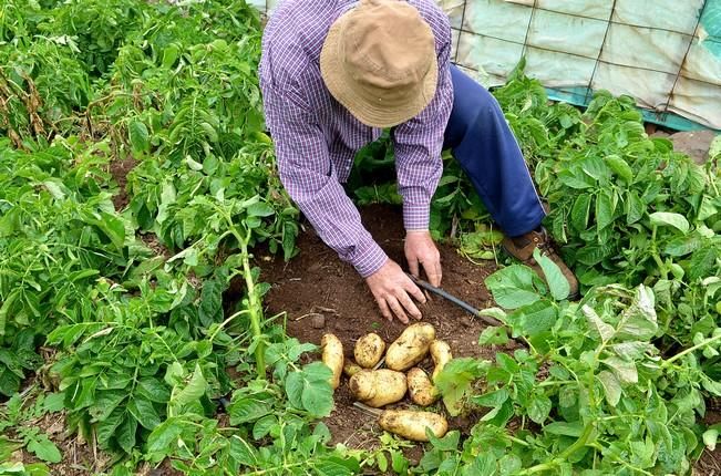 Pepe Guedes, agricultor orgánico