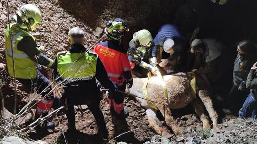 Policías locales, bomberos y voluntarios, junto a la yegua.