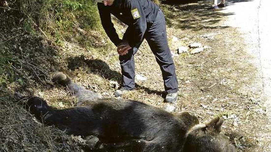 El abrazo del oso pardo