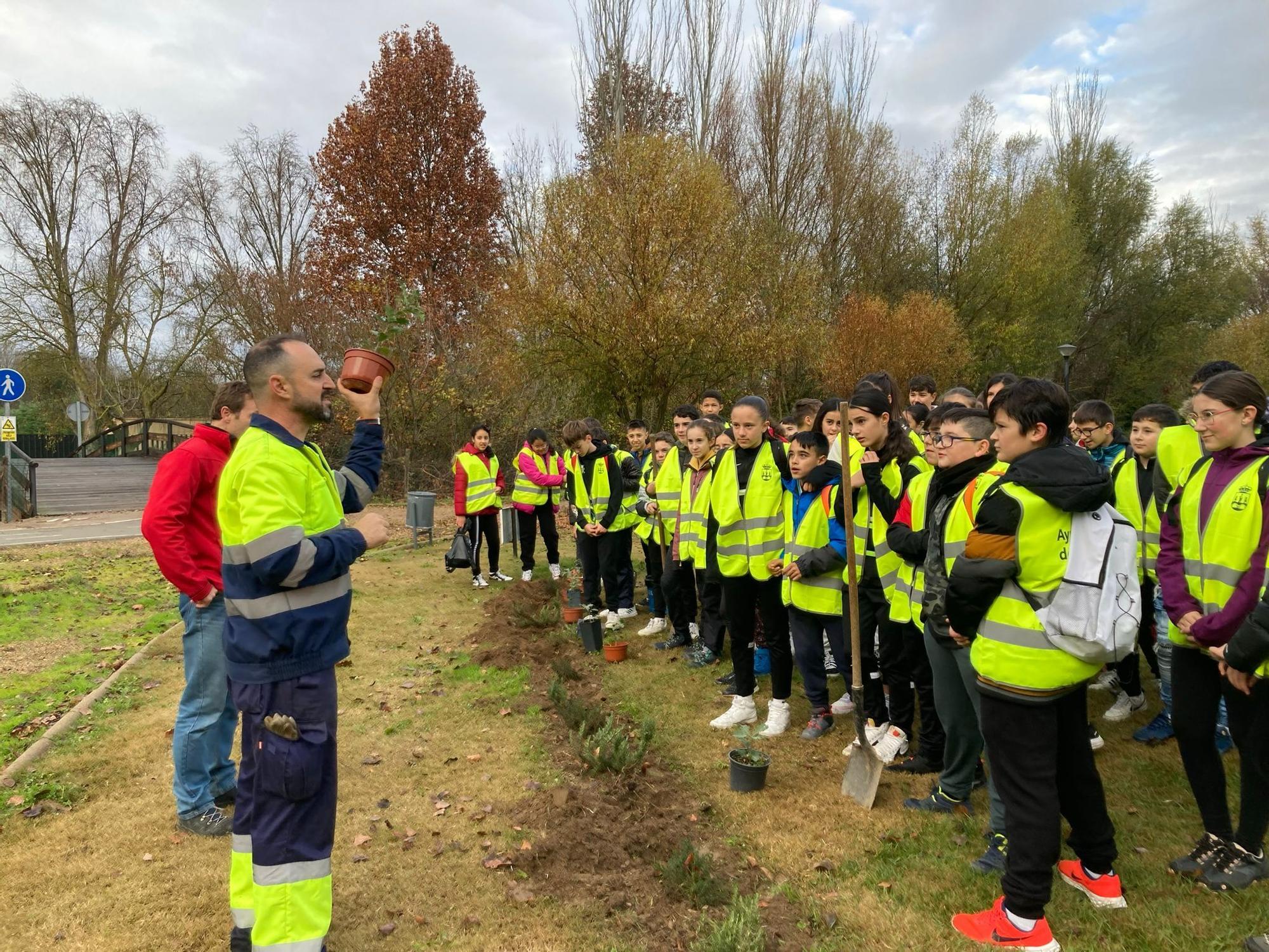 Platación de chopos en la jornada medioambiental el IES Los Sauces de Benavente