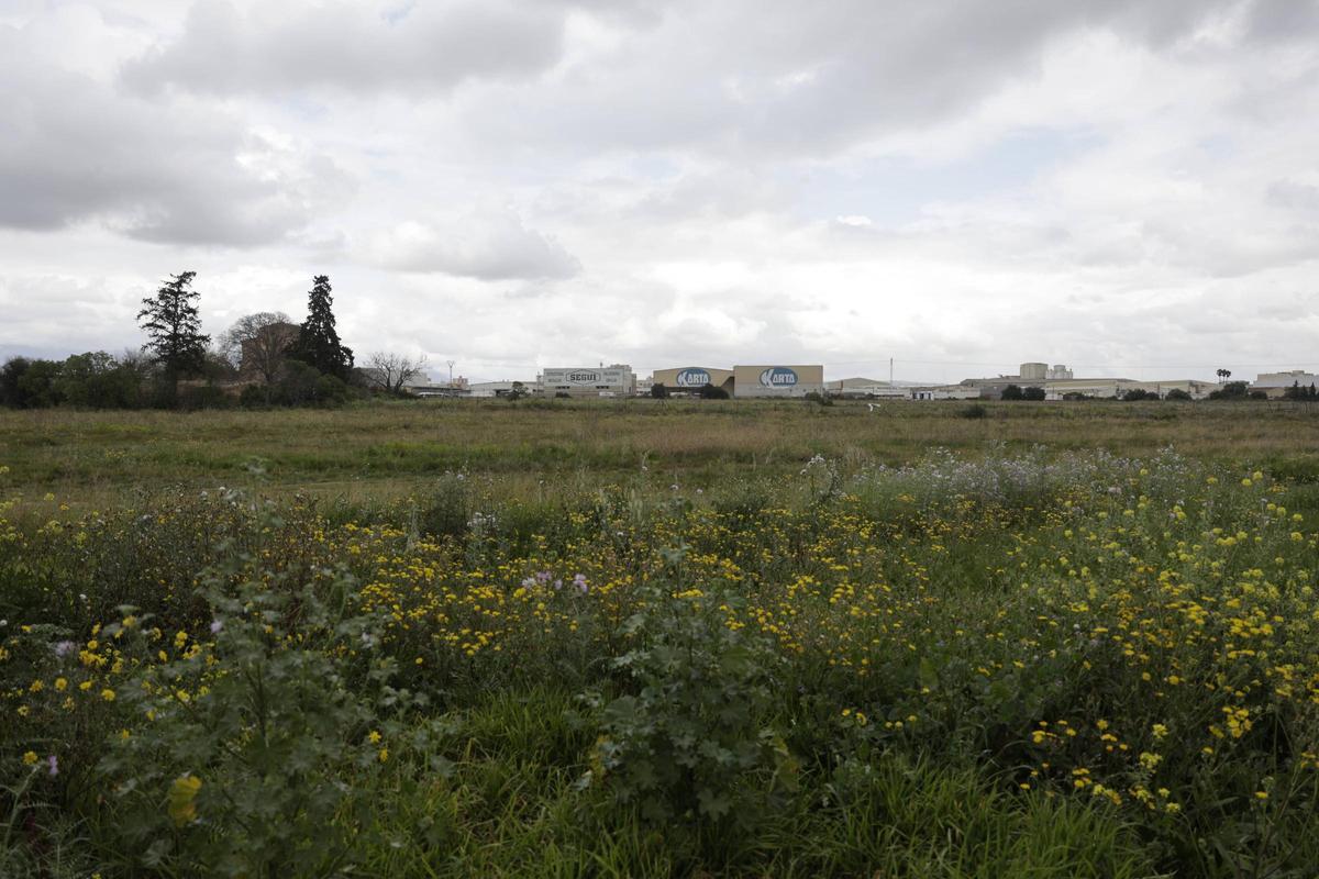 Terrenos junto al hipódromo de Son Pardo que acogerán la Ciudad de la Justicia.