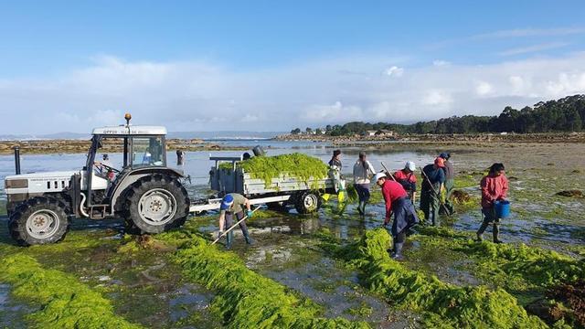 Mariscadoras del sector de a pie recogiendo algas en una playa de la Illa de Arousa