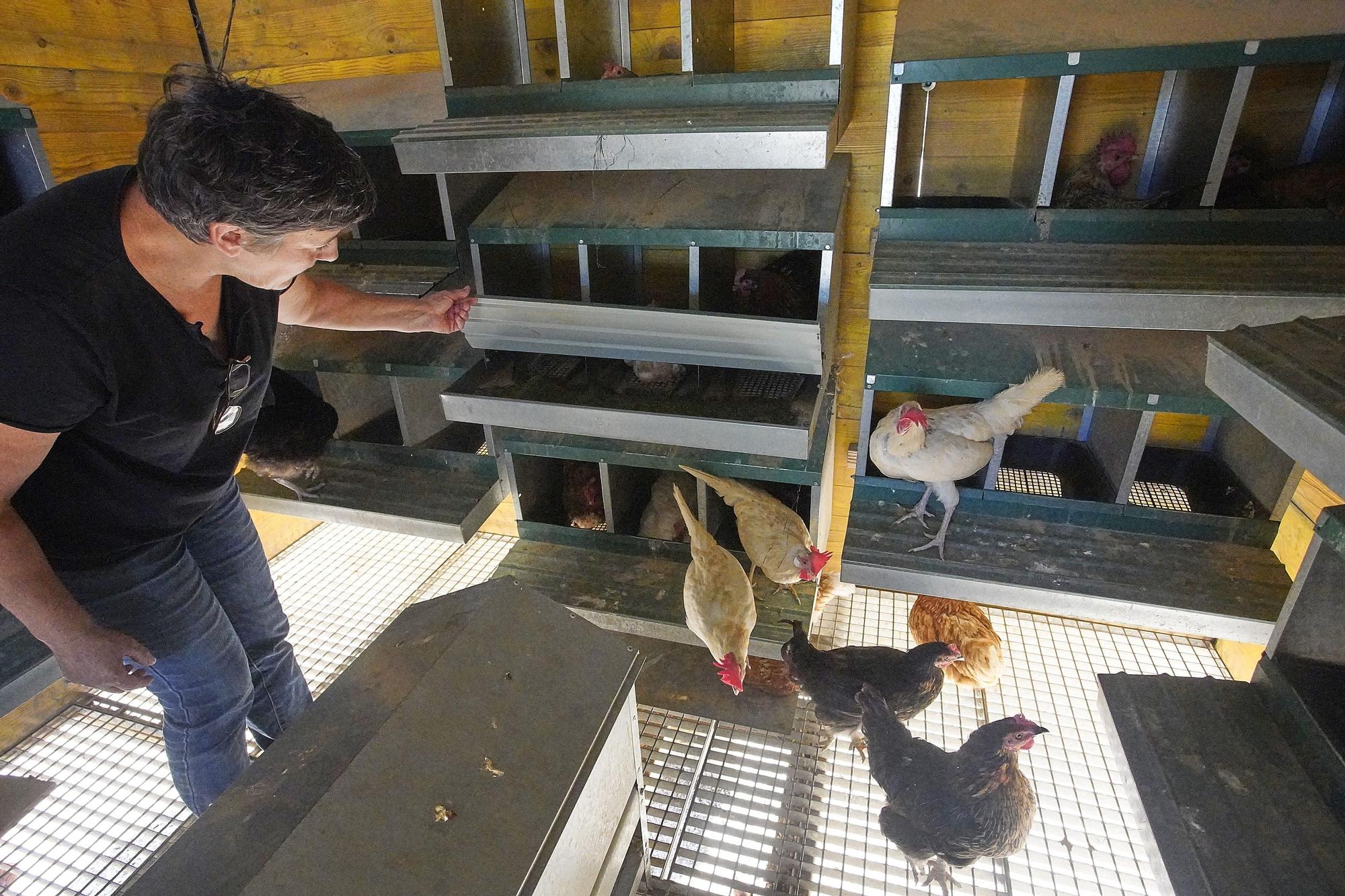 "Gallines Felices" a Casavells