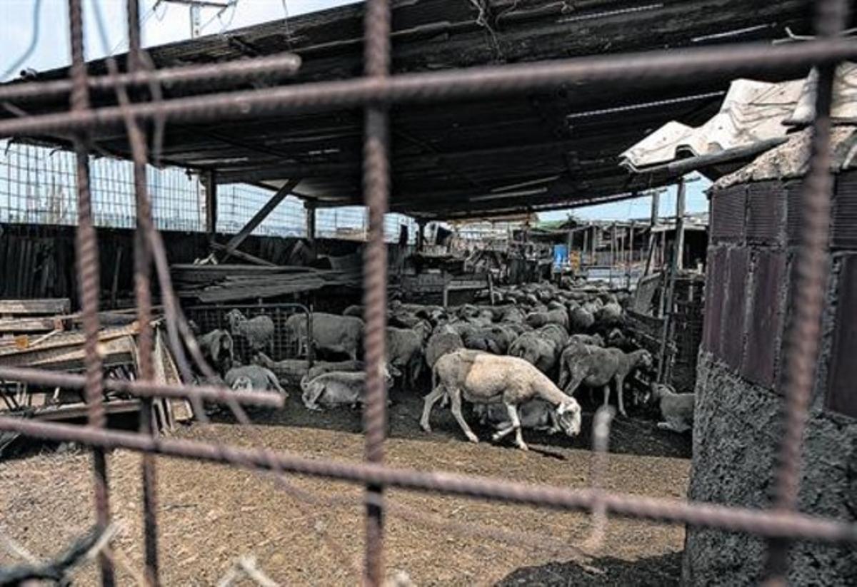 Explotació d’ovelles en un tancat que hi ha a prop dels límits de Sant Just.