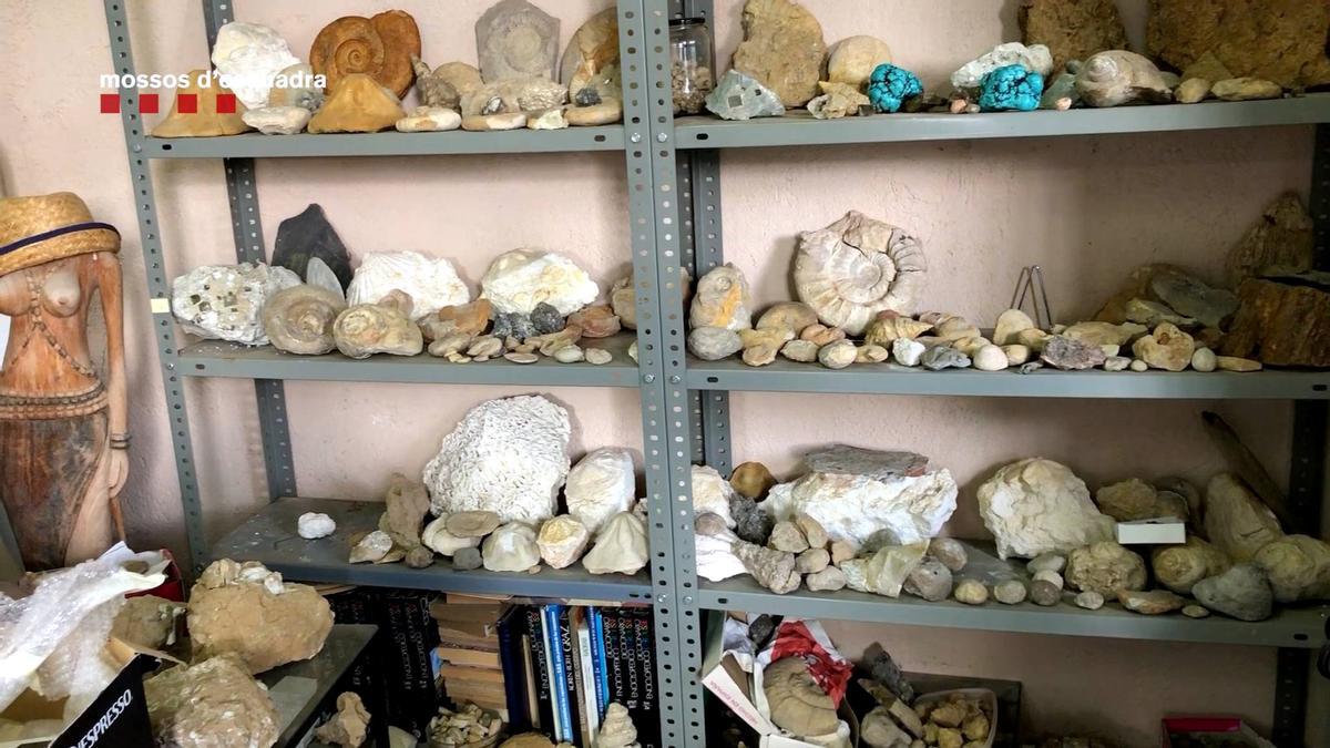 Una estanteria plena de fòssils i restes paleontològiques de jaciments catalans espoliats pel denunciat durant prop de 30 anys