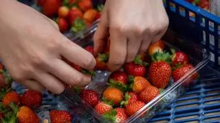 Andalucía acude a Fruit Attraction con los deberes hechos: 175 empresas y Huelva en el top de las exportaciones