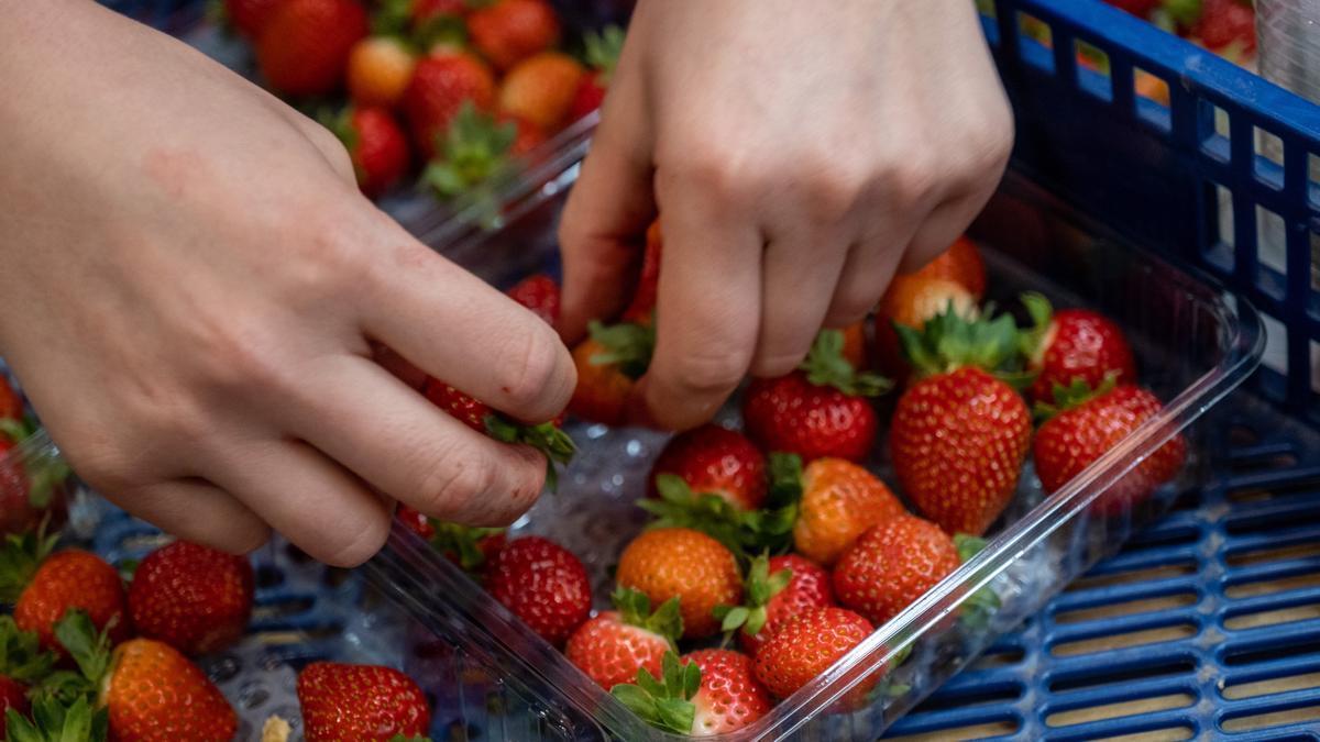 Una operaria prepara tarrinas de fresas en una finca ubicada en Moguer (Huelva).