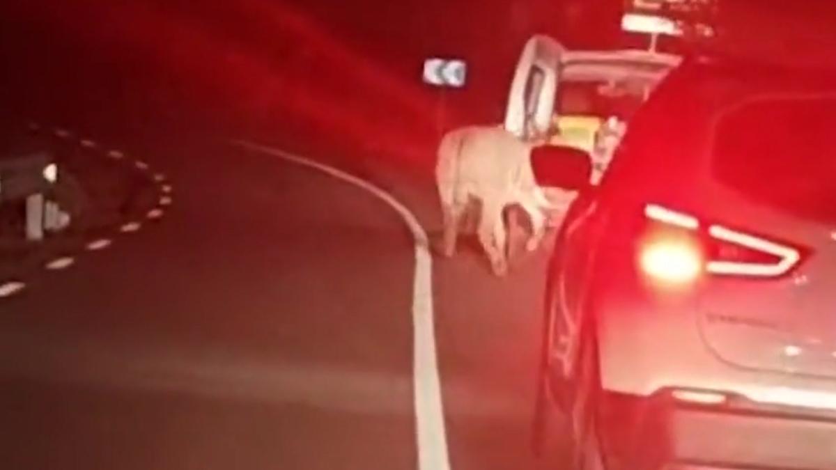 Vídeo | Un conductor arrossega un burro amb el seu cotxe per una carretera del Baix Llobregat