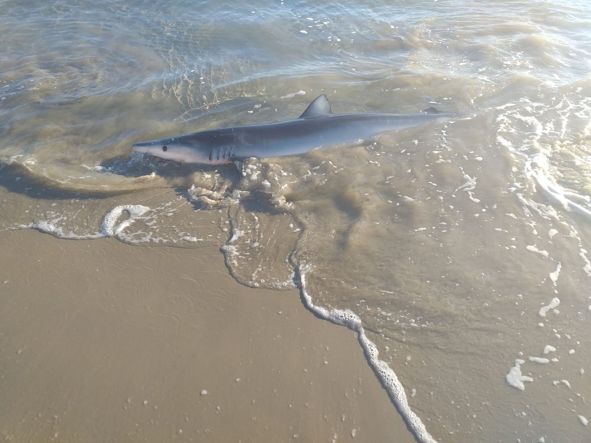 Aparece un tiburón varado en una playa valenciana