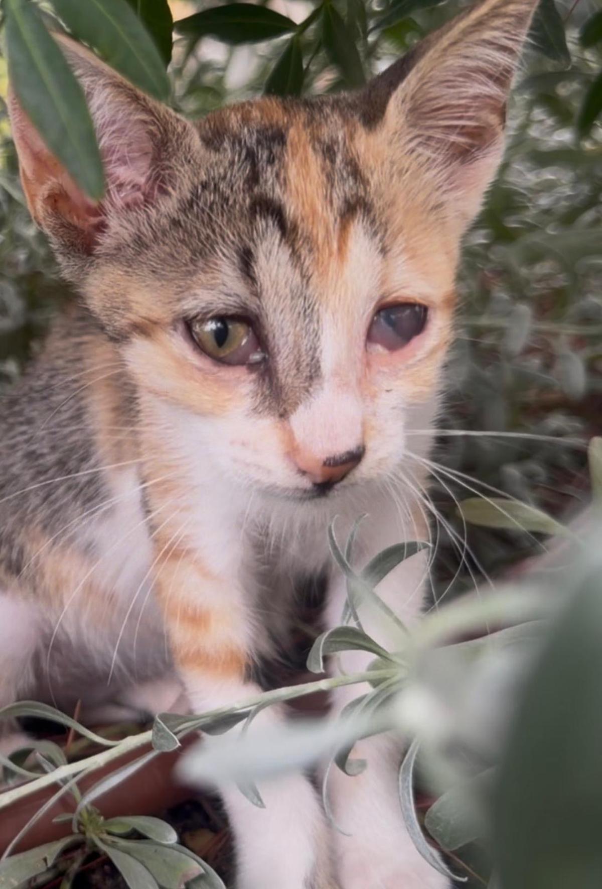 Uno de los gatos con sus ojitos visiblemente enfermos.