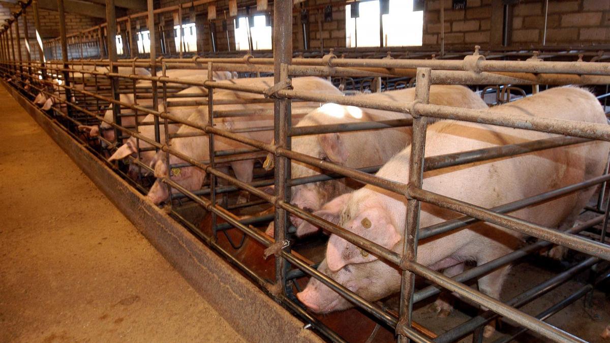 Una imagen de una granja de cerdos.