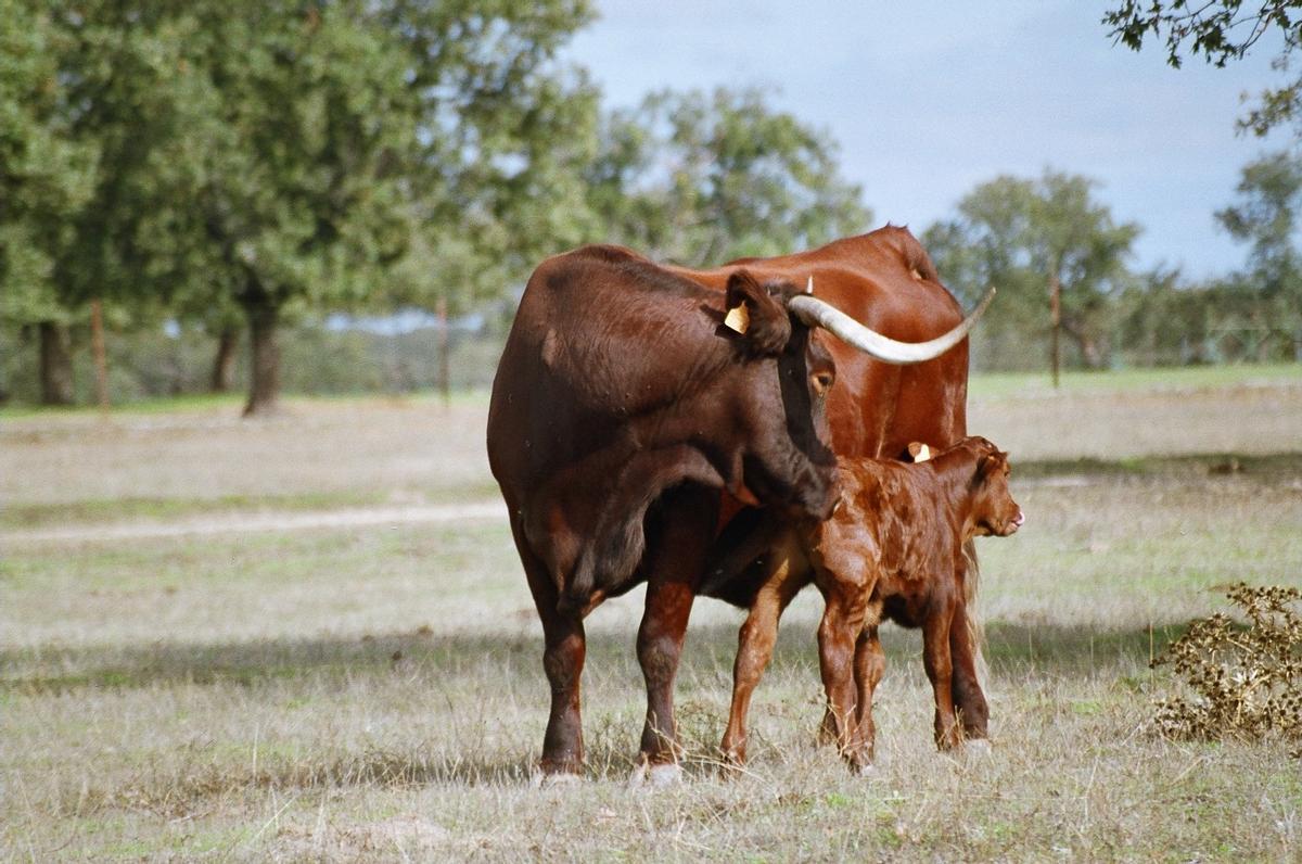 La vaca retinta es una de las razas autóctonas de ganado amenazadas según el Ministerio de Agricultura.