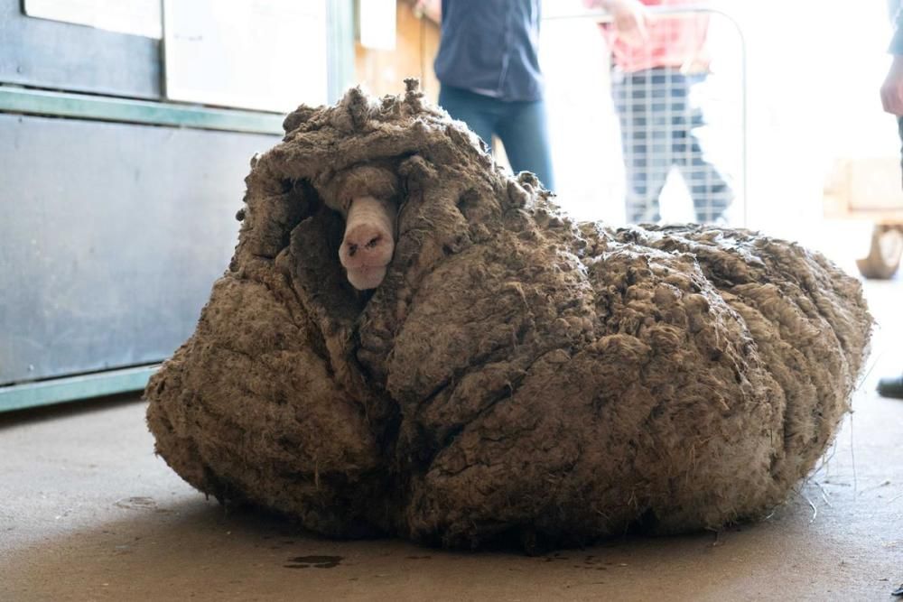 Troben una ovella salvatge amb 35 quilos de llana