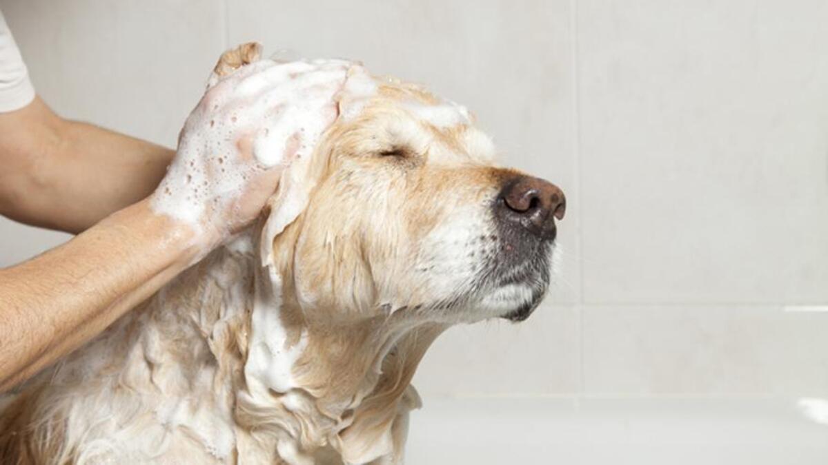 Baños perrunos: descubre cuándo bañar a tu perro para mantenerlo limpio