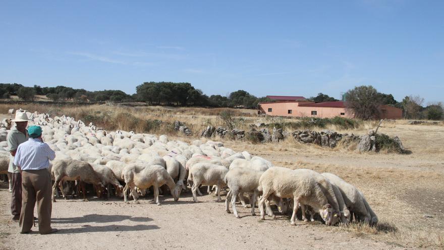 El oscuro futuro del campo en Zamora: «El fin del ovino sería el fin de los pueblos»