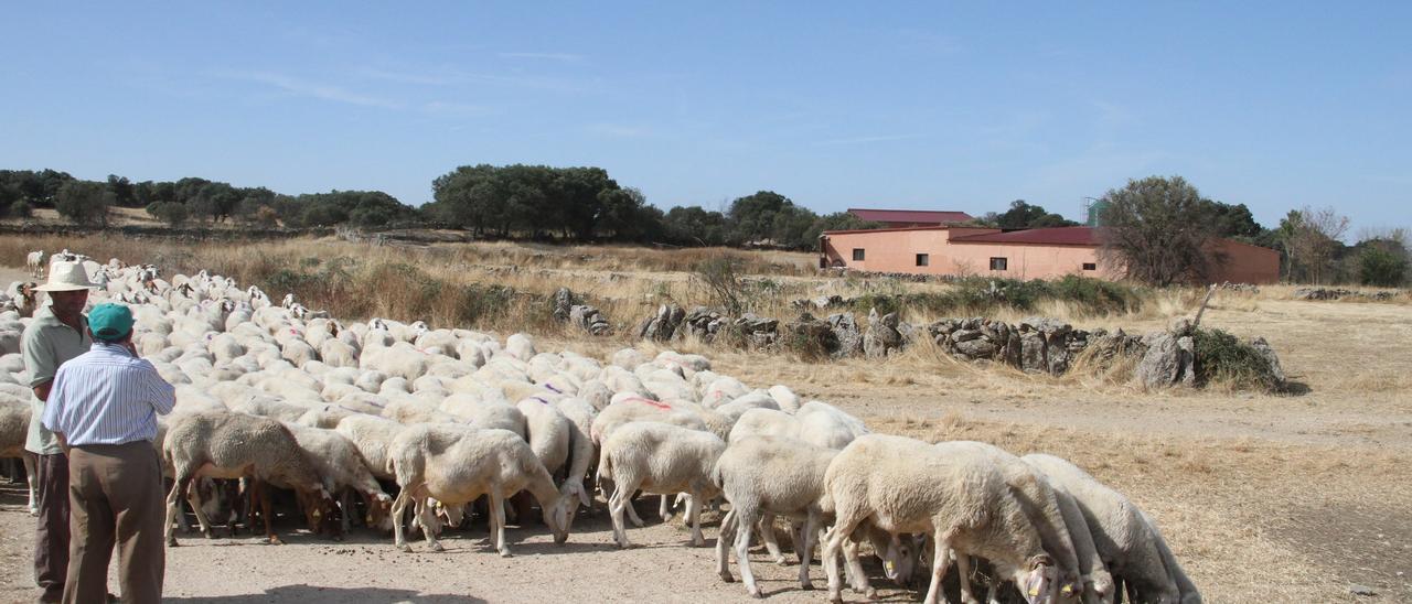 Un rebaño de ovejas pastorea en un pueblo de Sayago