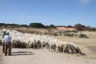 El oscuro futuro del campo en Zamora: «El fin del ovino sería el fin de los pueblos»