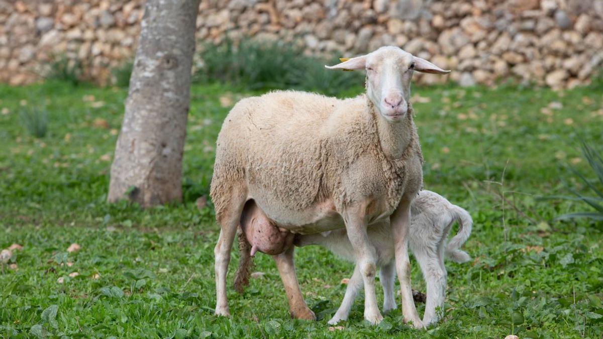 Imagen de archivo de una explotación ovina en Eivissa. | VICENT MARÍ