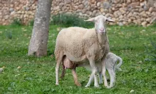 La DANA de agosto trajo el brote de lengua azul hasta Ibiza