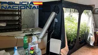 Detenido un joven traficante de Trujillanos que ocultaba en un garaje 39 plantas de marihuana y 60 gramos de MDMA