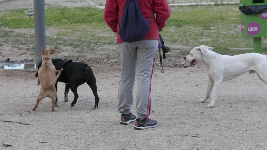L’Alcúdia sancionará con 300 euros a propietarios de perros que no retiren las defecaciones de los animales de la calle