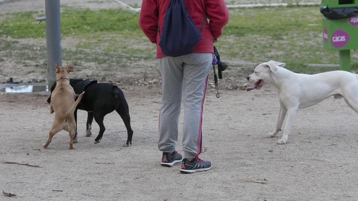 Varios perros juegan en un parque, en una imagen de archivo.