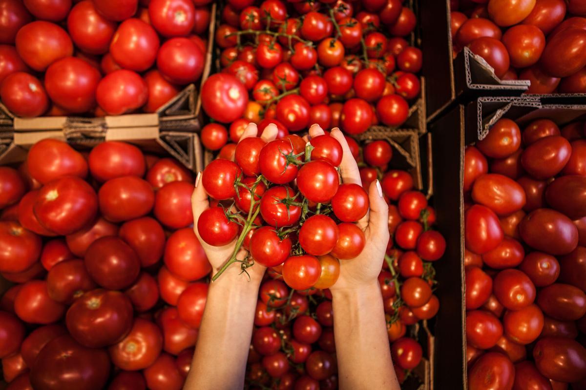 Unes mans agafant un grapat de tomàquets. | ‘actius’ Unas manos agarrando un manojo de tomates. | ‘activos’ Woman holding cherry tomatoes in hands. Closeup. ALIMENTACIÓN . TOMATES