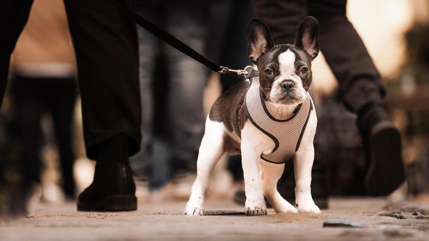 La Laguna adquiere ocho lectores de microchip para identificar mascotas perdidas o abandonadas