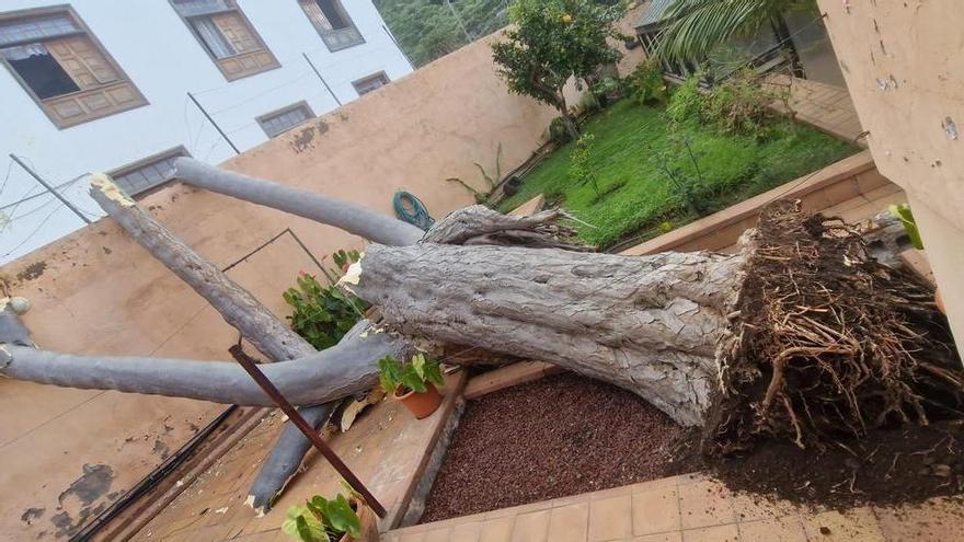 Otro drago de gran tamaño se desploma en Tenerife tras las lluvias, esta vez en Icod de los Vinos