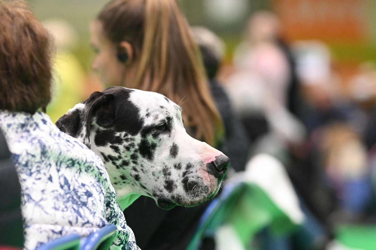 Exposición canina en el Centro Nacional de Exposiciones de Birmingham