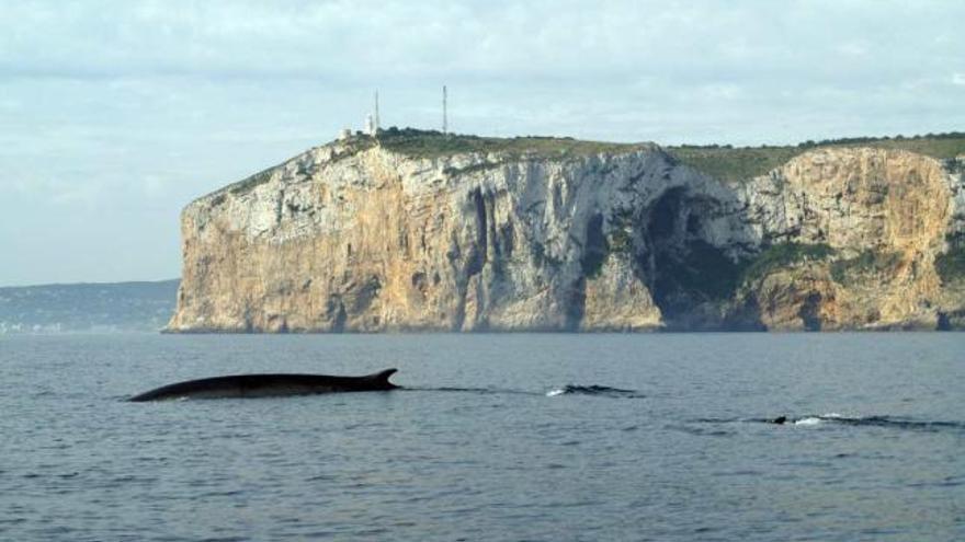 Dos ballenas rorcuales comunes, ante la cara norte del cabo de Sant Antoni.