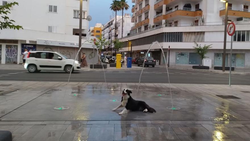 Un perro feliz