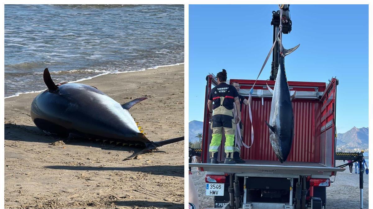 Vídeo: Así retiran el cadáver del atún muerto que ha aparecido en la Playa del Pinar del Grau de Castelló